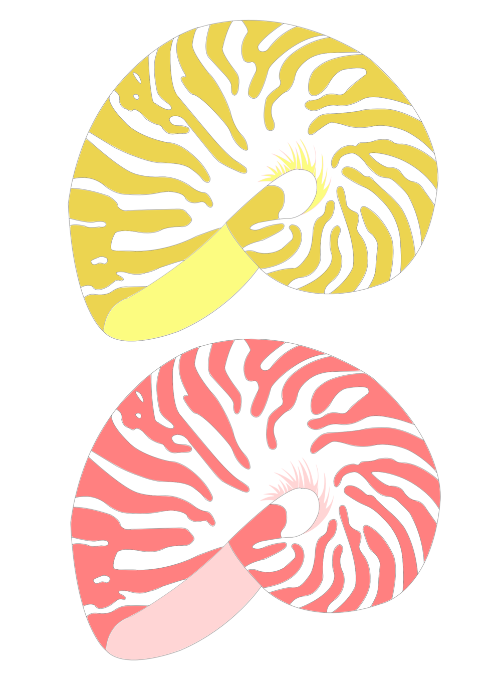 Shells Png Clipart (1000x1371), Png Download