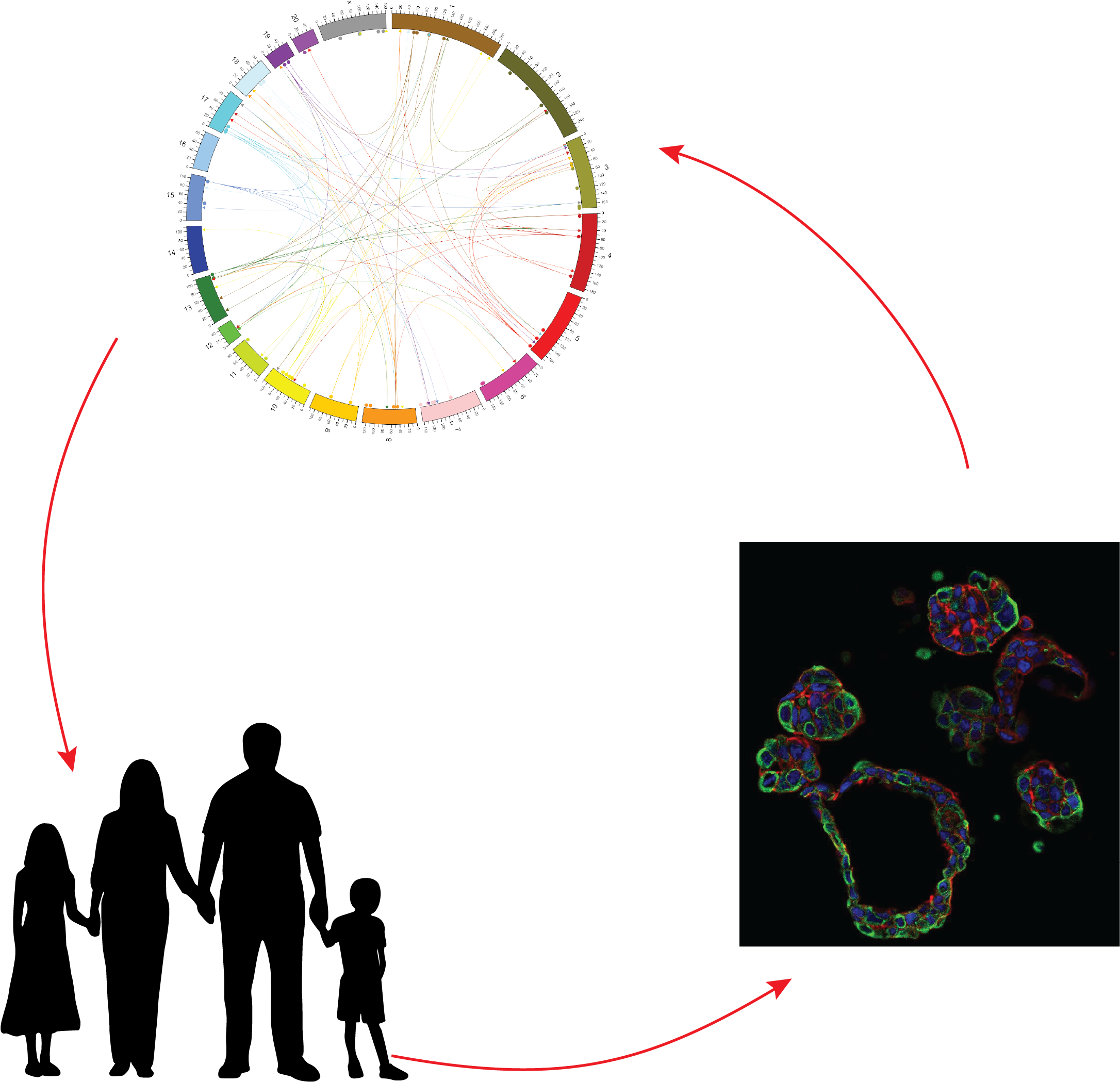 Center To Advance Predictive Biology - Illustration Clipart (2550x2394), Png Download