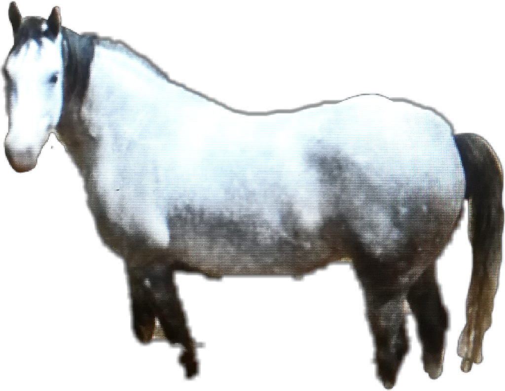 #horse #whitehorse #pets & Animals #farm #caballo #animal - Mustang Horse Clipart (1024x793), Png Download
