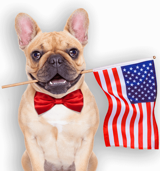 Proudly Raised, Grown & Produced In The Usa - French Bulldog American Flag Clipart (545x582), Png Download