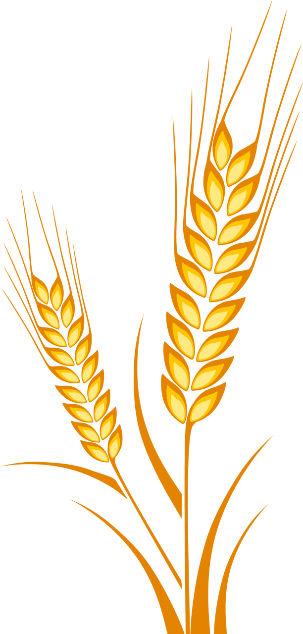 Ear Cereal Maize - Wheat Drawing Clipart (612x1280), Png Download