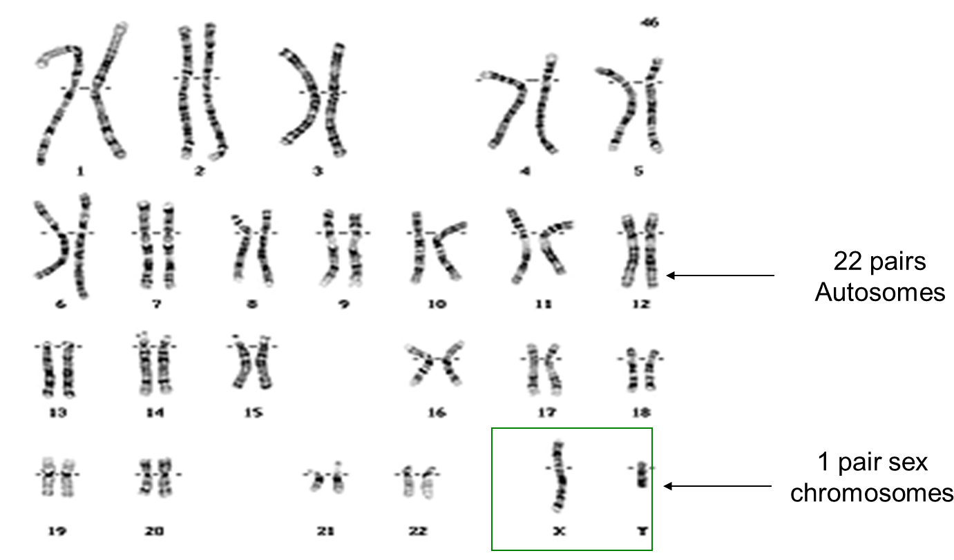 Image Library Stock Family Finder Dnaexplained Genetic - Neurofibromatosis Chromosome Clipart (1404x810), Png Download