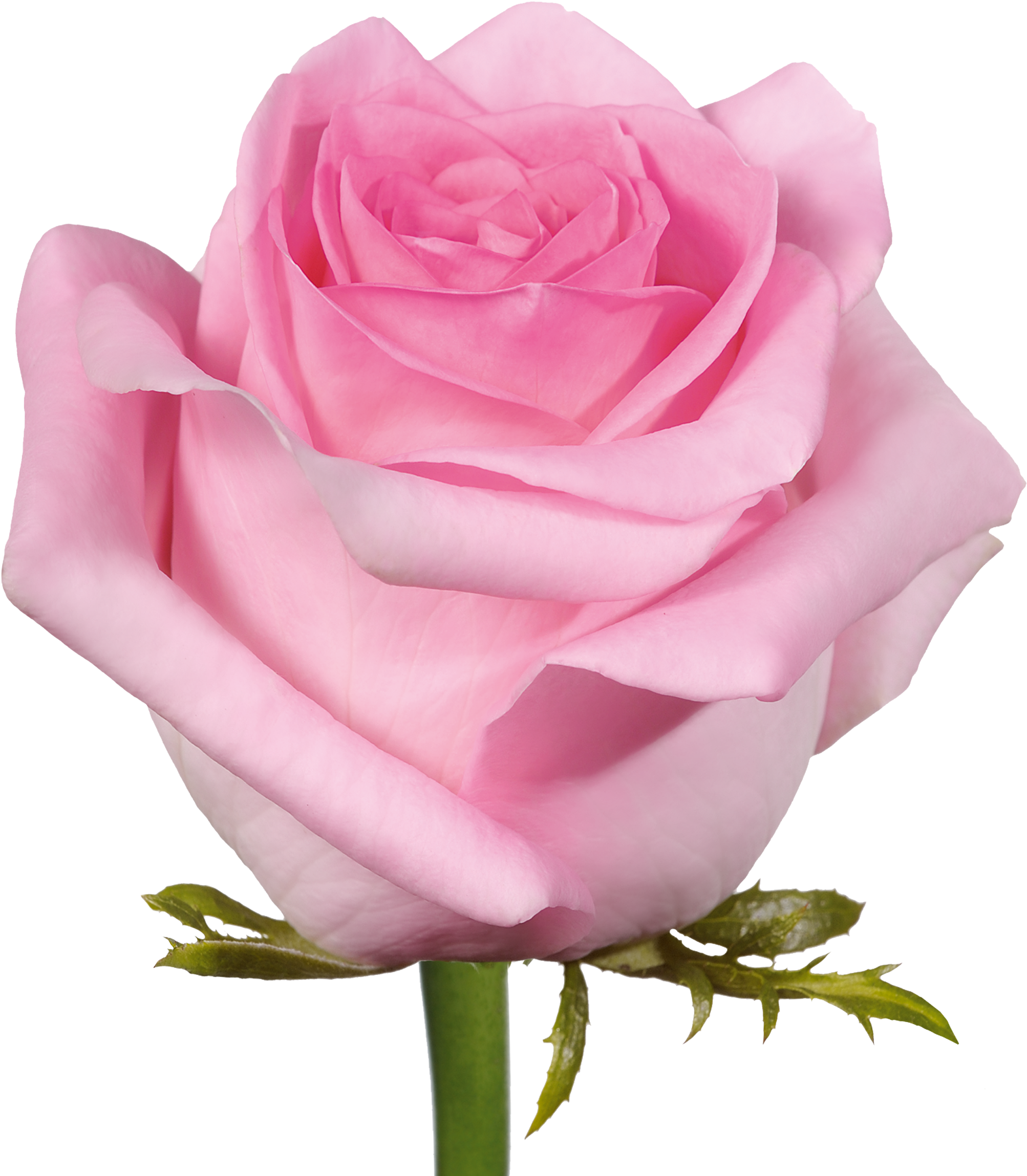 Baby Pink Pink Rose Flower Clipart (2362x2362), Png Download