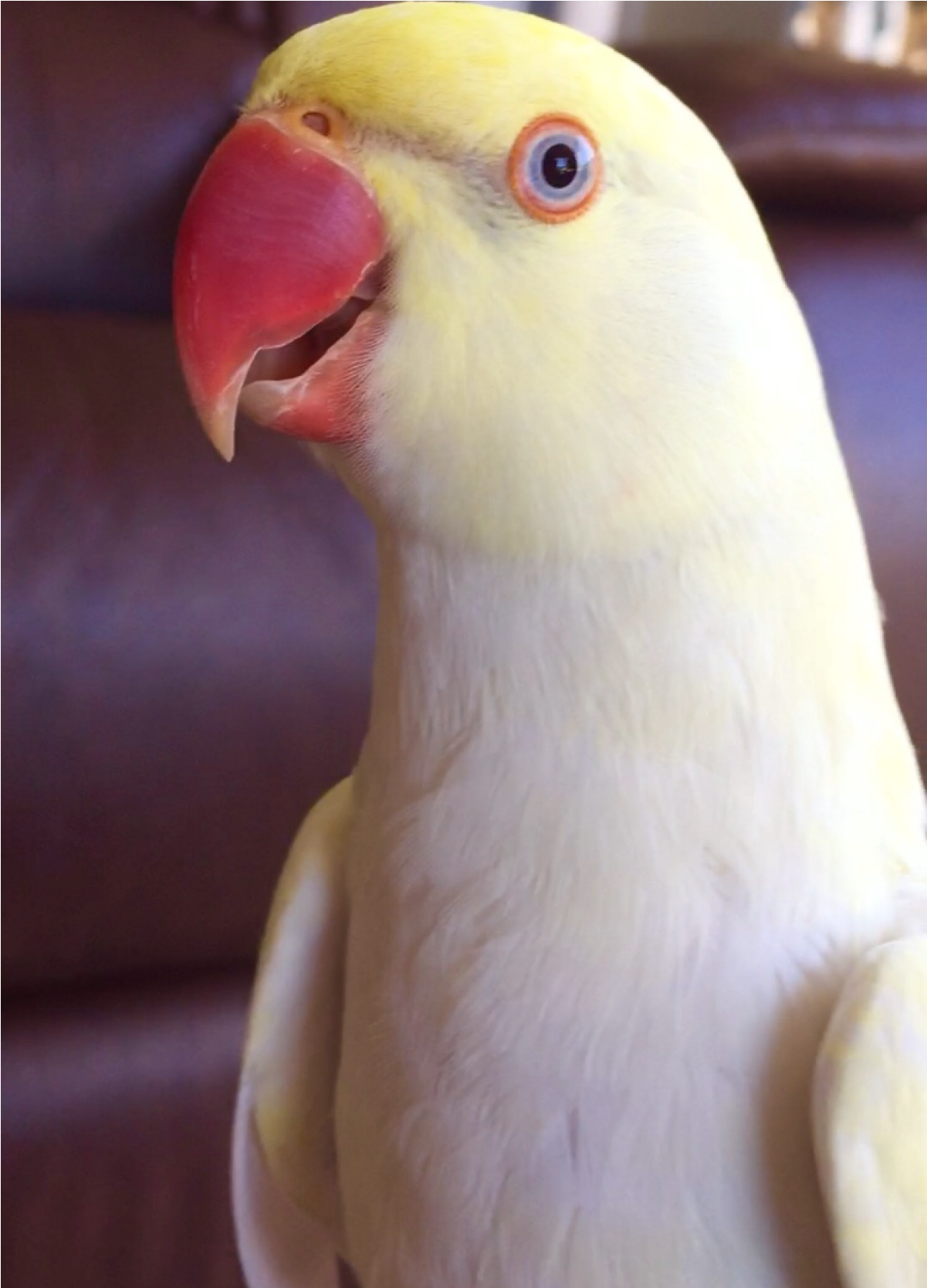 Benji Is Missing - Parakeet Clipart (1667x1667), Png Download