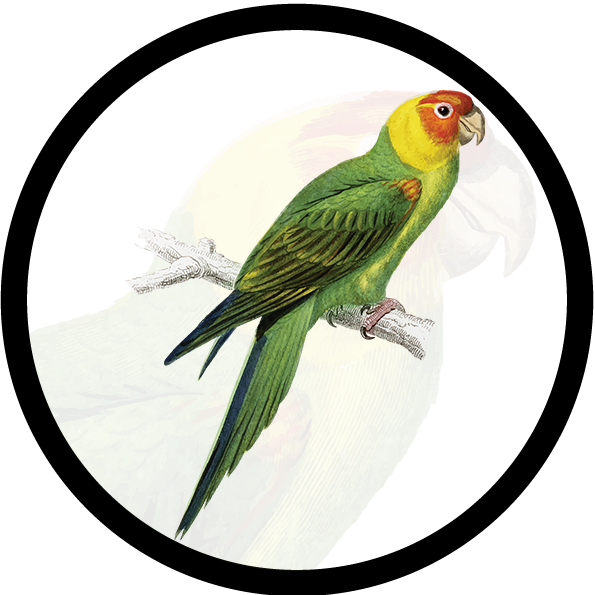 Parrot Clipart - Large Size Png Image - PikPng