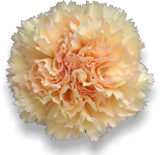 Antigua - Carnation Clipart (652x532), Png Download