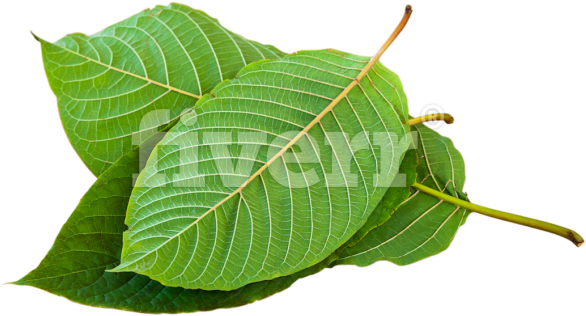 Best Kratom Vendors Clipart (680x453), Png Download