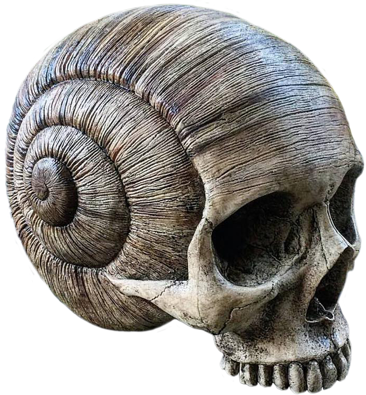 Skull Horn Death Day Of The Dead Png Image - Snail Skull Clipart (1280x850), Png Download