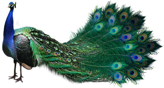 #sticker #stickers #beautiful #peacock #art Goth - Peafowl Clipart (720x899), Png Download