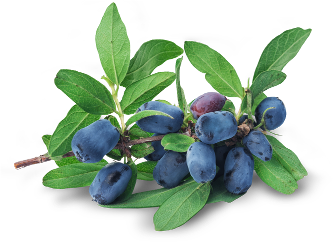 Fresh Honeysuckle Berries Are Used As A Therapeutic - Huckleberry Clipart (700x497), Png Download