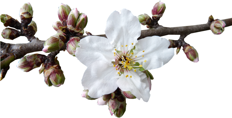 The Almond Blossom Season In Mallorca Santanyi - Almond Blossom Png Clipart (888x500), Png Download