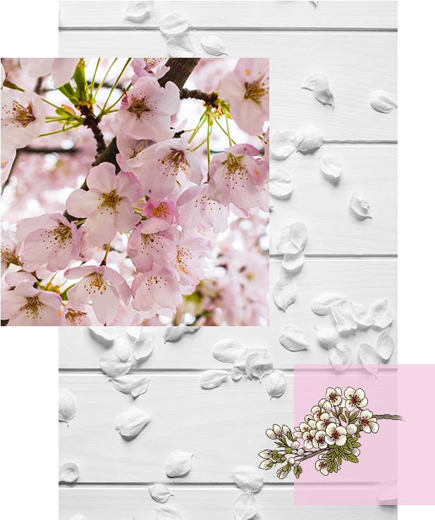 Explore Cherry Blossom - Cherry Blossom Clipart (700x775), Png Download