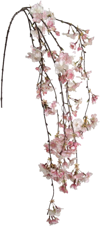 Cherry Blossom Clipart Transparent Tumblr - Cherry Blossom Hanging Flowers - Png Download (471x750), Png Download