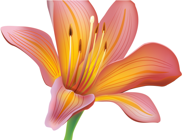 Free Easter Lily Clipart - Flor De Lirio Png Transparent Png (640x480), Png Download