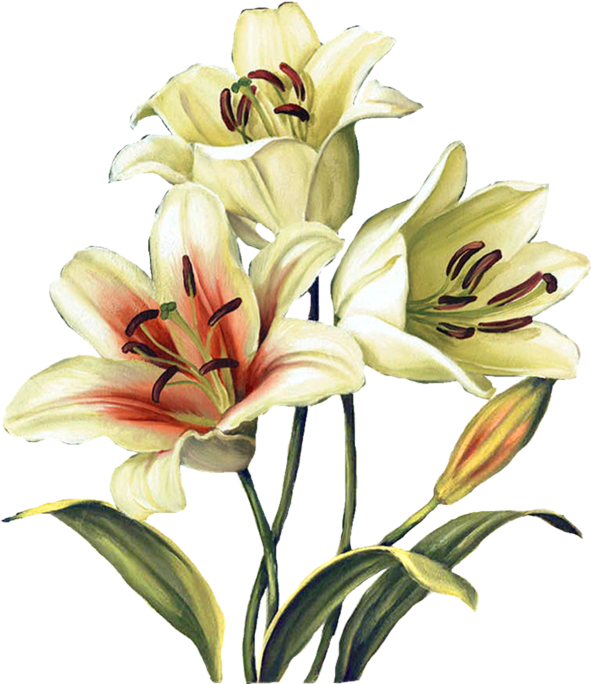 Easter Lily Garland Png - Crinum Clipart (1370x1600), Png Download