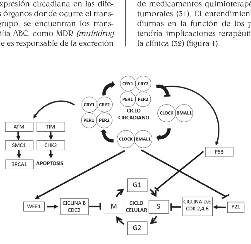 Relacin Entre El Ciclo Circadiano Y El Ciclo Celular - Ritmos Circadianos Y El Cancer Clipart (850x826), Png Download