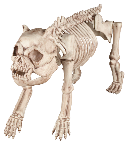 Animal Skeleton Png - Cat And Dog Skeleton Clipart (650x628), Png Download