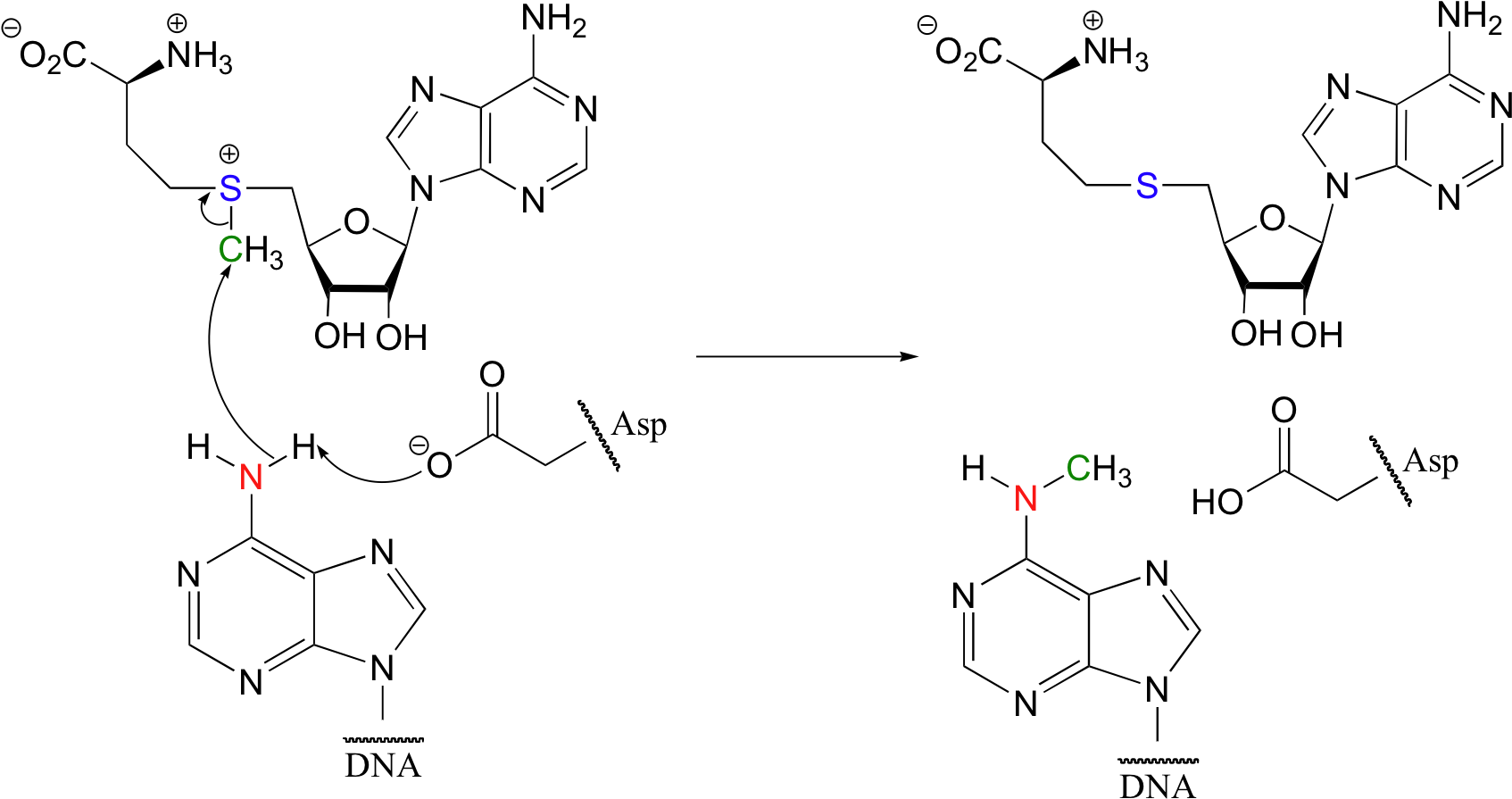 7 - 12 - Application - Useful Sn2 Reactions - Sam Methyltransferase Mechanism Clipart (1716x920), Png Download