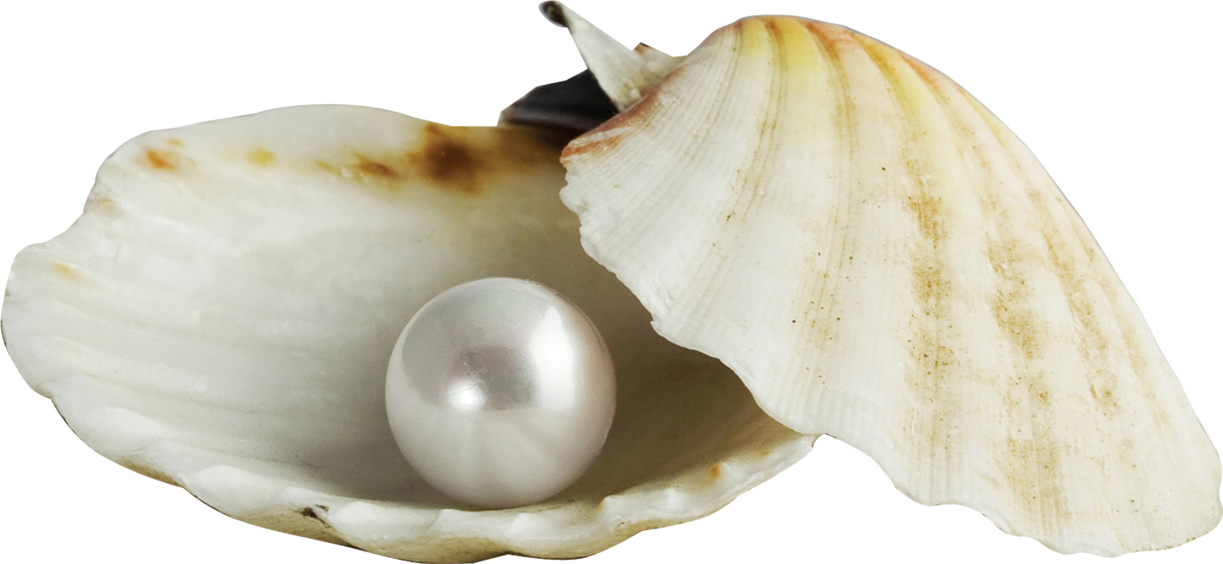 Royalty Free Stock Pearl Transparent Shell Png - Pearl In A Shell Clipart (3000x3000), Png Download