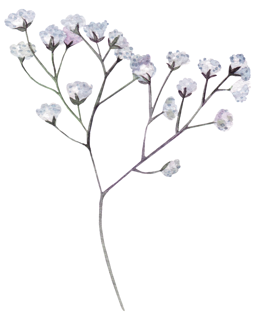 White Flower Png - Transparent Dried Flowers Png Clipart (1024x1251), Png Download
