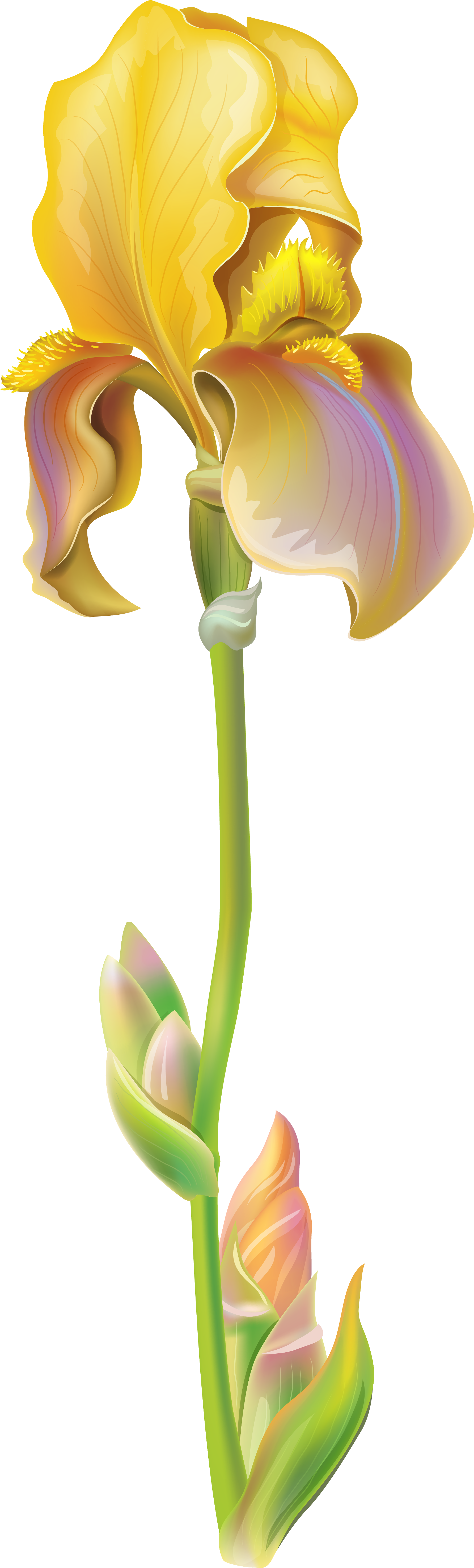 Free Cliparts Download Clip Art On Clipart - Iris Flower Png Transparent Png (1823x6038), Png Download