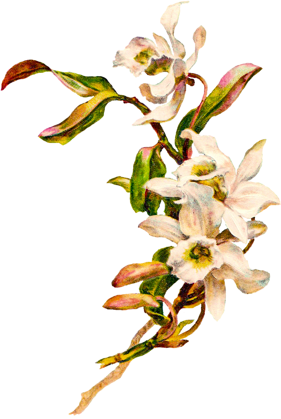 Red Flower Clipart Easter Flower - Png Download (975x1432), Png Download