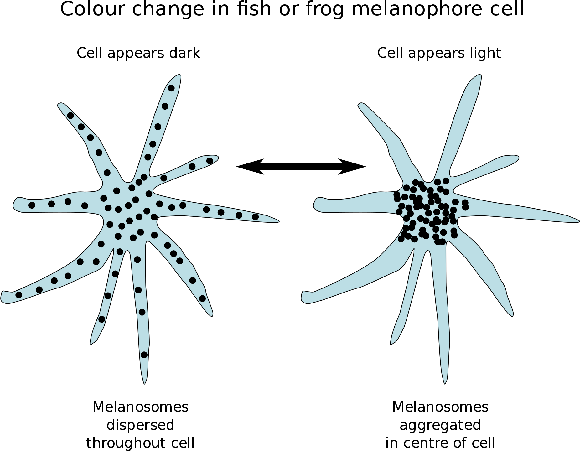 Let Your Light Shine Coloring Page With Animal Coloration - Fish Chromatophores Clipart (2000x1587), Png Download