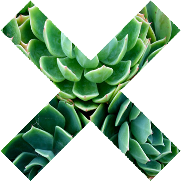 Tumblr Transparent Icon - Succulent Png Clipart (1032x936), Png Download