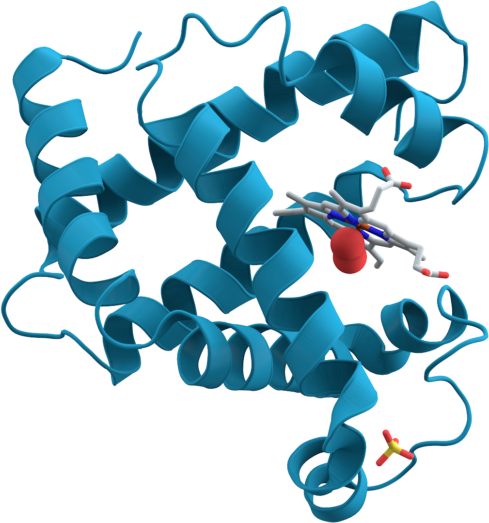 File - Myoglobin - Wpc Protein Structure Clipart (1159x1173), Png Download