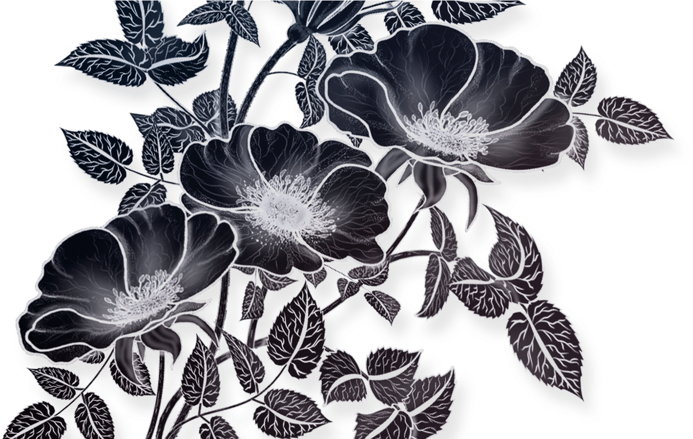 Flowers Drawing Illustration, Png File Vectors Pinterest Clipart (1351x856), Png Download