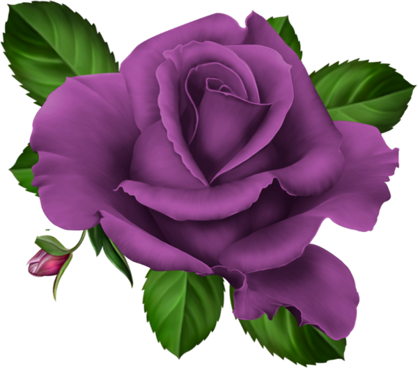 Roses Pink Roze Rosa Kwiaty Png Flowers Png Rose Vector - Purple Rose Png Clipart (600x528), Png Download