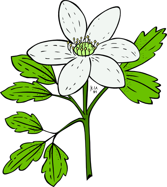 Flowers Vector - Flowering Plant Clip Art - Png Download (534x600), Png Download