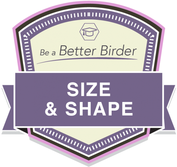 Bbb Size And Shape Badge - Label Clipart (600x600), Png Download
