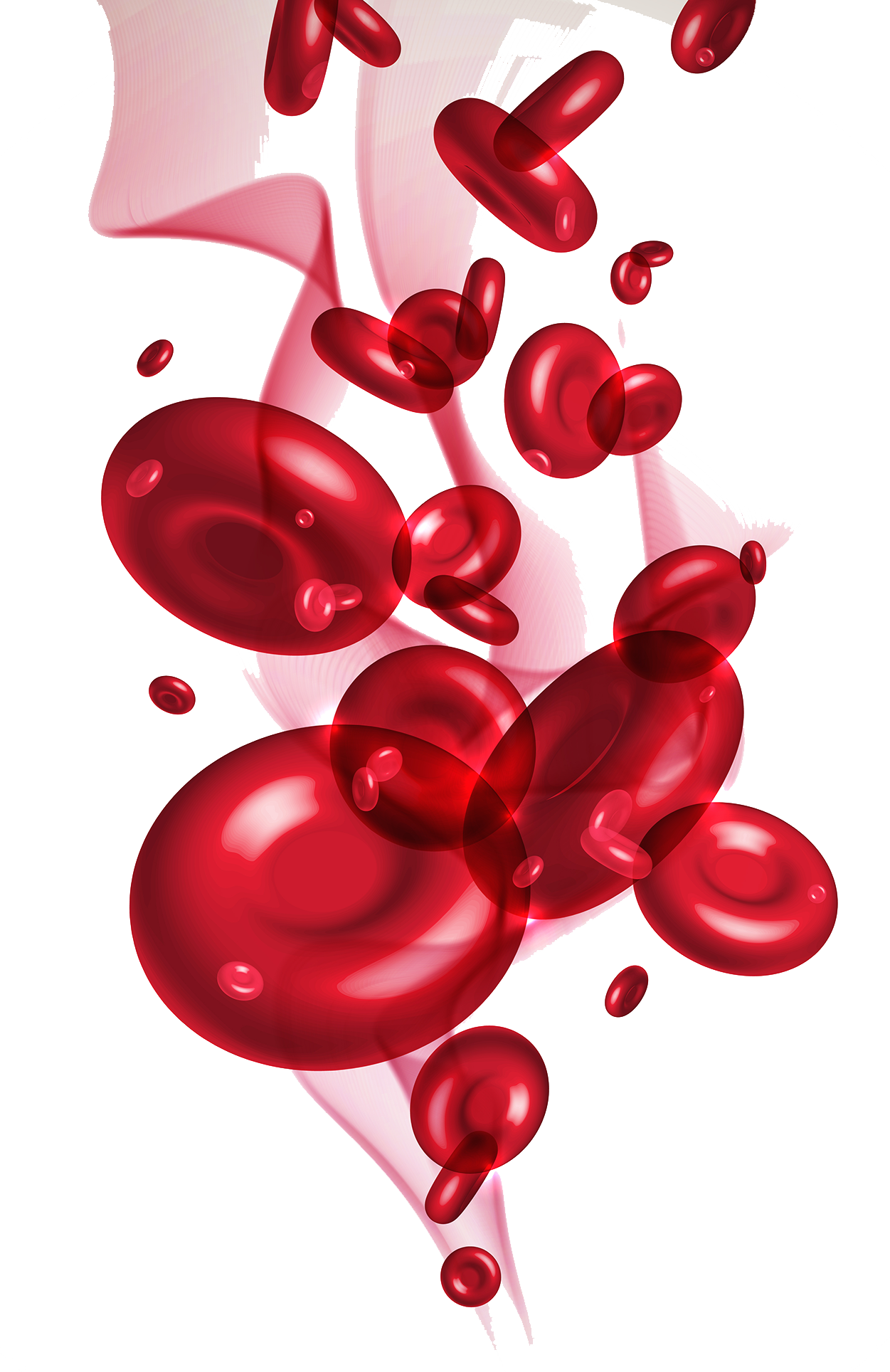 Red Blood Cells Png - Red Blood Cell Png Clipart (1251x1928), Png Download