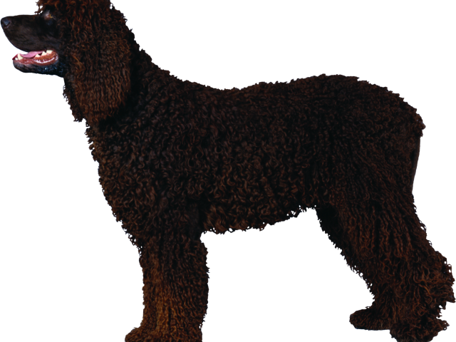 Portuguese Water Dog Clipart (640x480), Png Download