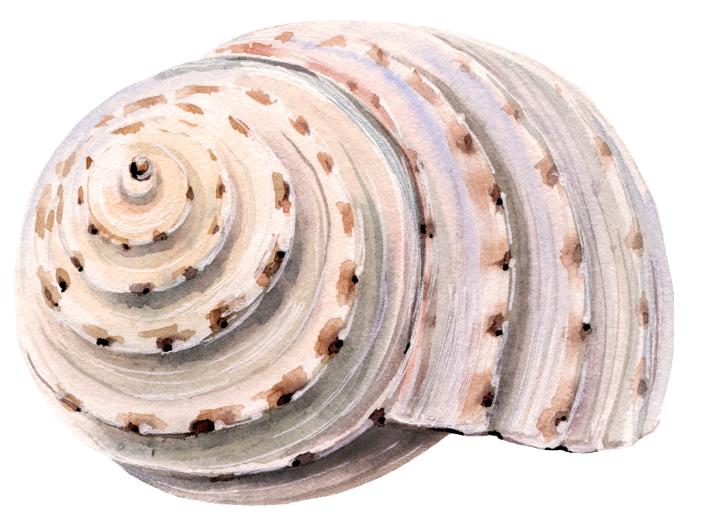This Graphics Is Hand Painted Beach Shell Png Transparent - Seashell Clipart (1024x764), Png Download