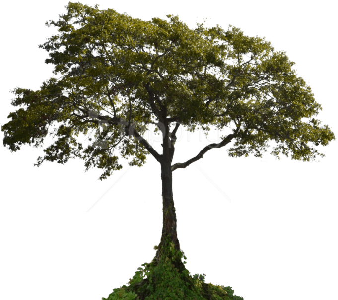 Free Png Download Tree Png Images Background Png Images - Tree With Roots Png Clipart (850x661), Png Download