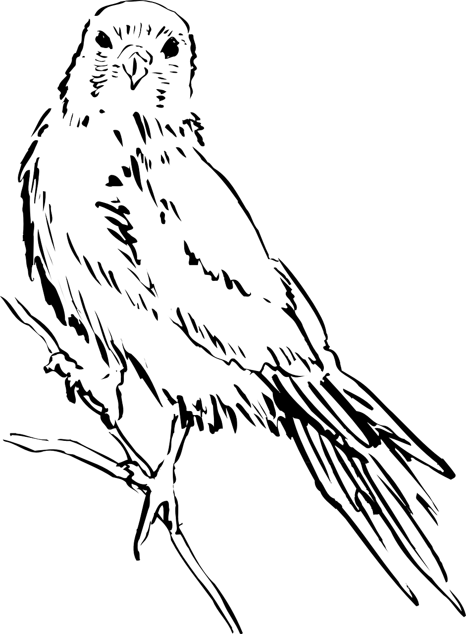 Bird Wings Png Clipart (941x1280), Png Download