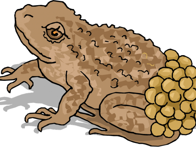 Frog Clipart Spring - Frog Laying Eggs Png Transparent Png (640x480), Png Download
