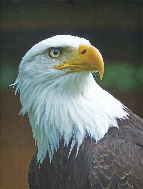 Bald Eagle Head Clipart (1000x1000), Png Download