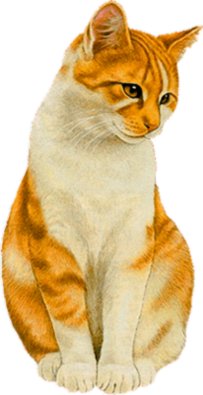 Cat,emoji,real,db Cat - Gato Hermoso En Png Clipart (412x800), Png Download
