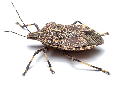 Stink Bug Png Free Download - Stink Bug Png Clipart (555x555), Png Download