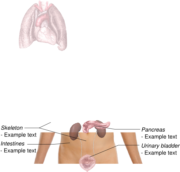 Lungs Png - Anatomy Of The Lungs Clipart (600x589), Png Download
