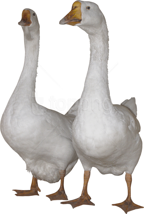 Free Png Images - Gooses Png Clipart (480x709), Png Download