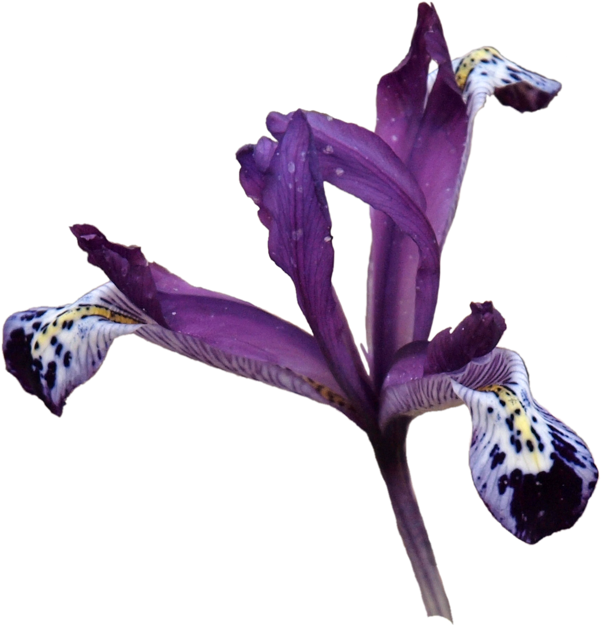 Iris Versicolor , Png Download - Cattleya Elongata Clipart (1169x1216), Png Download