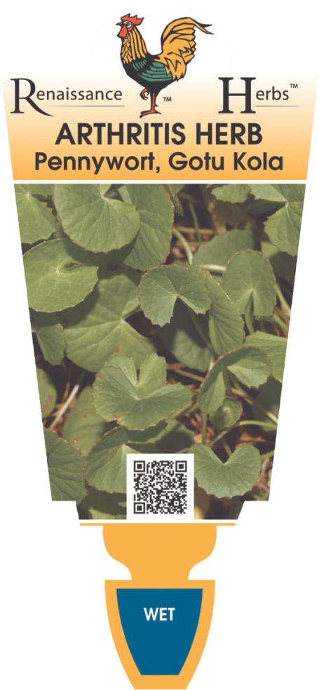 Herbs Png Clipart (495x1024), Png Download