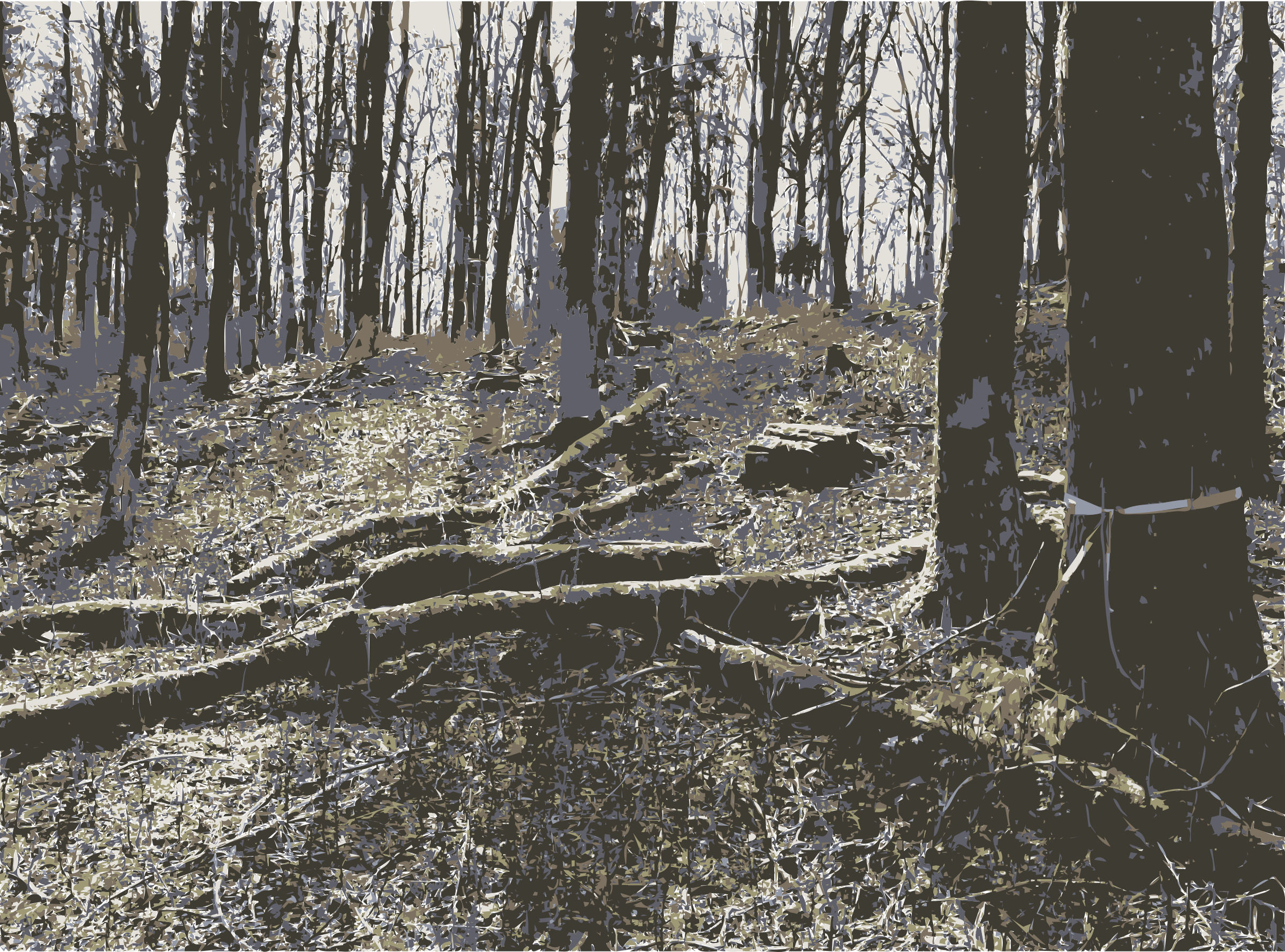 This Free Icons Png Design Of Forest Photo From Lichtscheid, - Old-growth Forest Clipart (2400x1779), Png Download