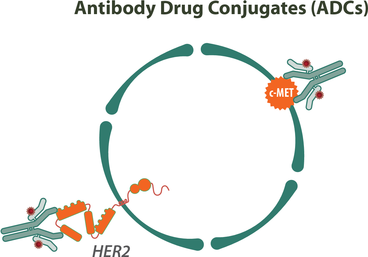 Antibody Drug Conjugates - Antibody Drug Conjugates Therapeutics Clipart (1299x928), Png Download