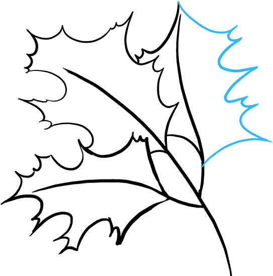 Holly Drawing Leaves - Line Art Clipart (680x678), Png Download