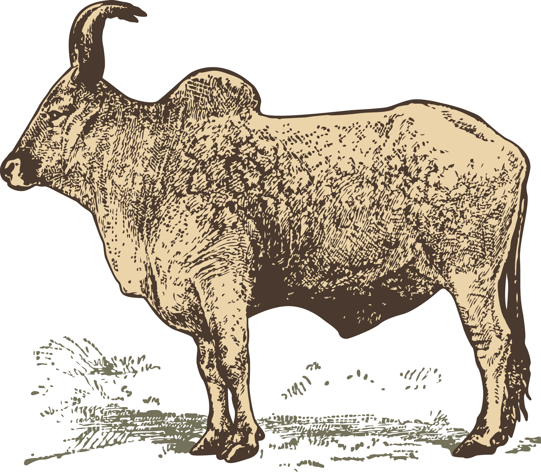 Buffalo Vector Milk - رسم جاموس Clipart (1760x1537), Png Download